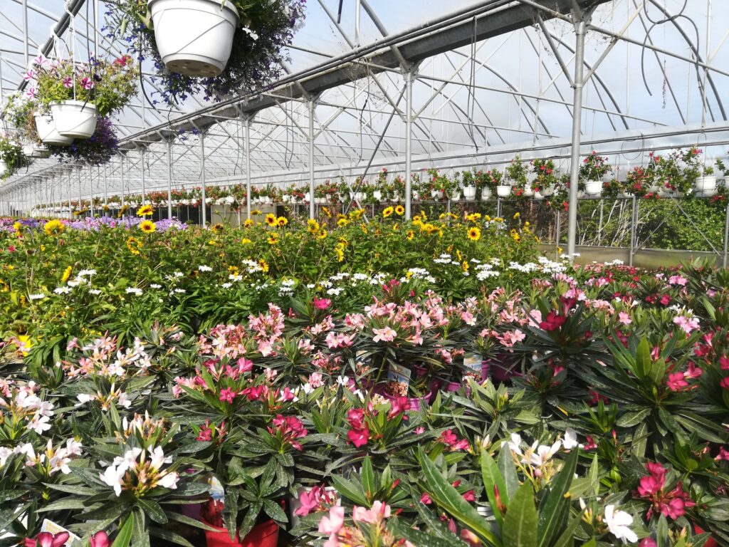 Piante da orto a Cavallino Treporti