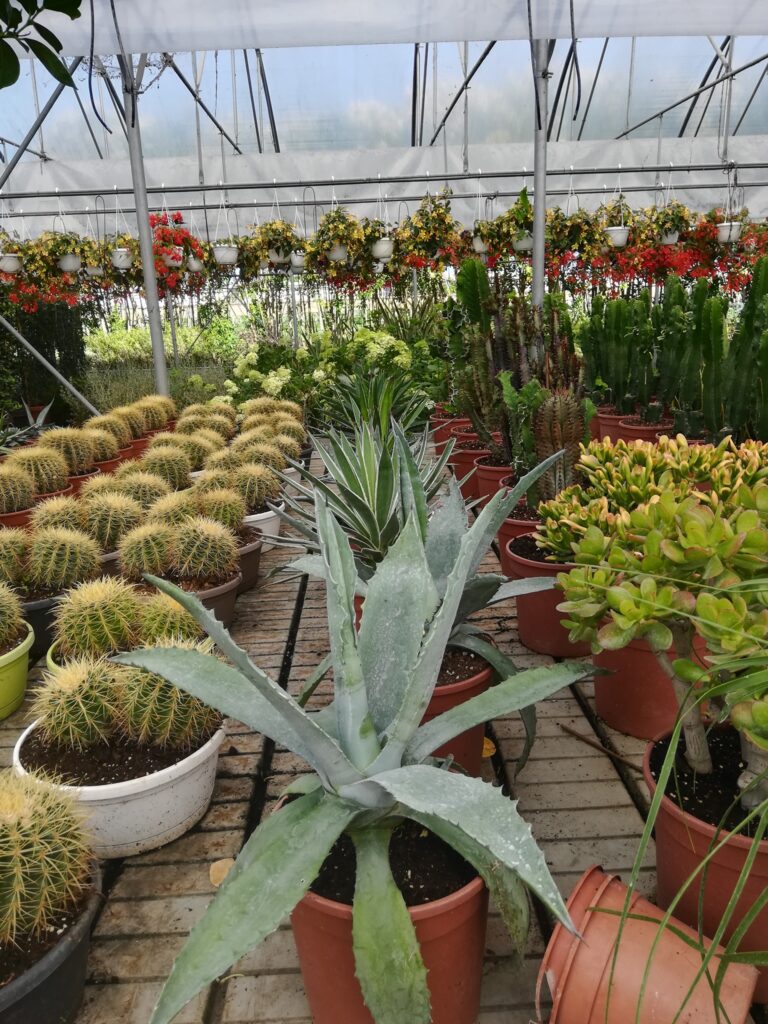 Piante da orto a Cavallino Treporti