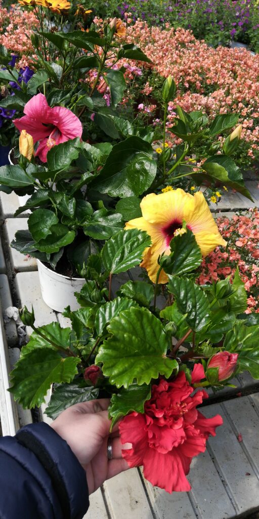 Fiori a domicilio a Cavallino Treporti